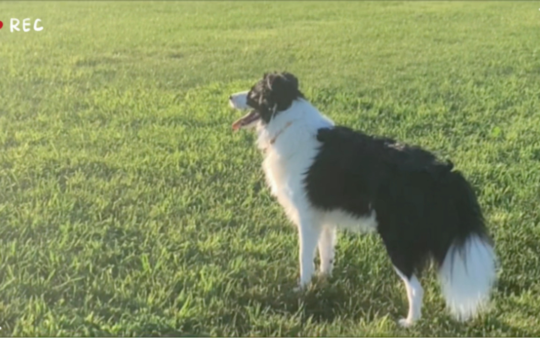 [图]Happy dog Happy life