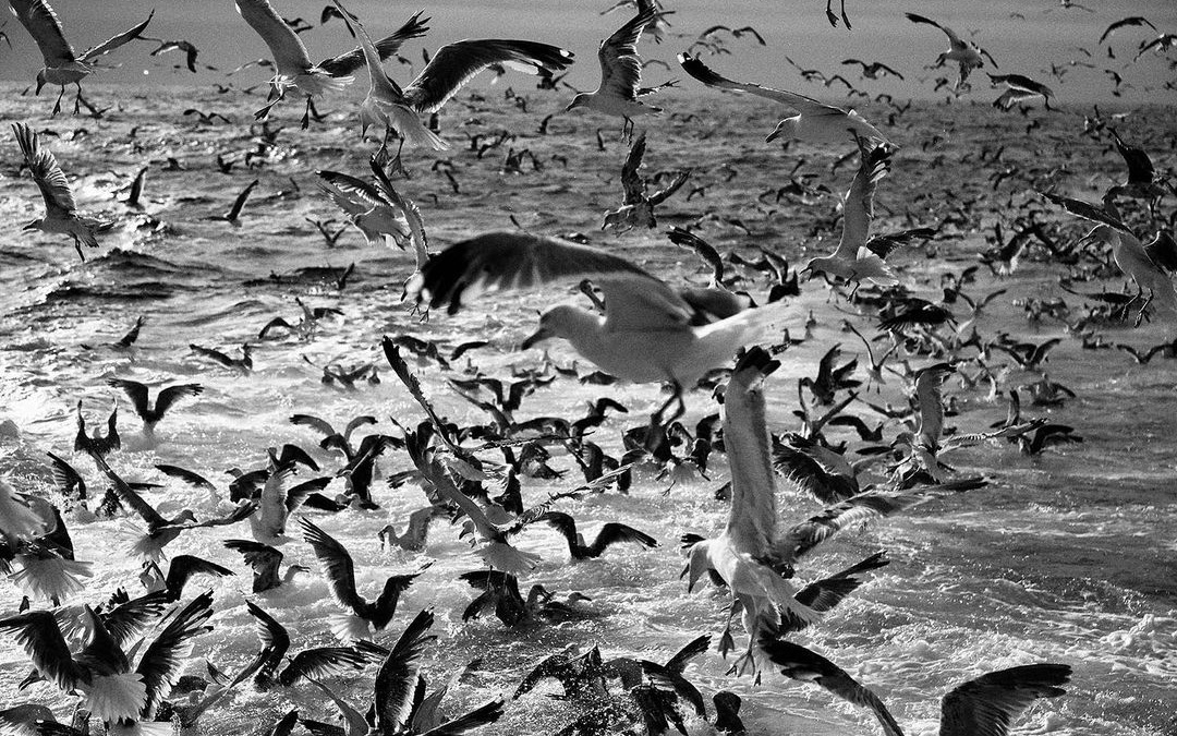 《季荭作品集 117本》全(txt)作者:季荭 . - 资源合集 - 小不点搜索