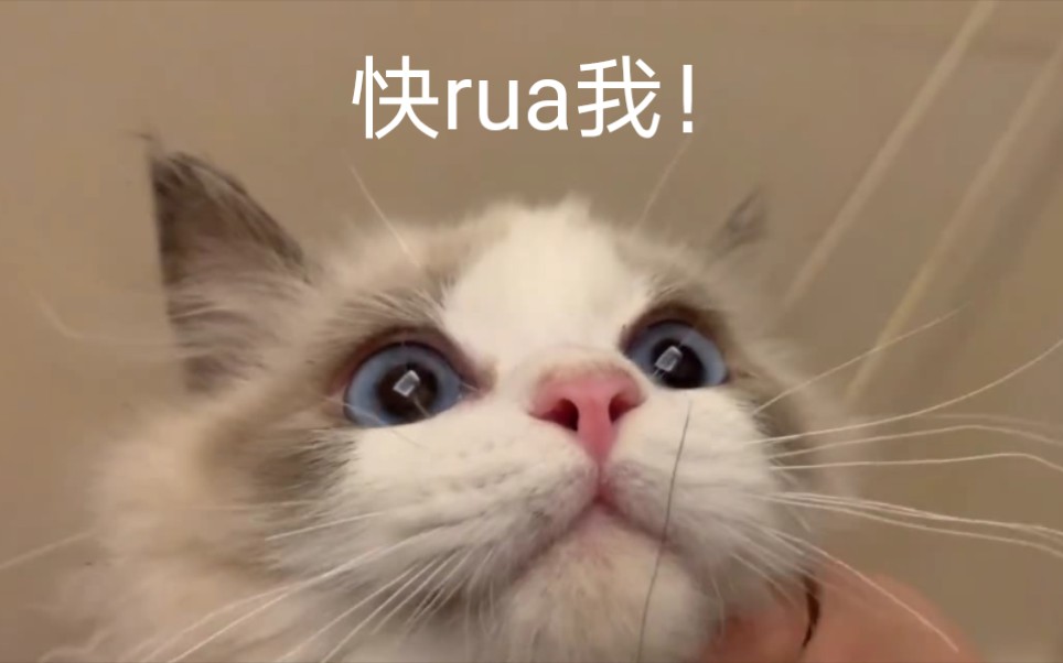 你愣着干嘛,快rua我呀!哔哩哔哩bilibili