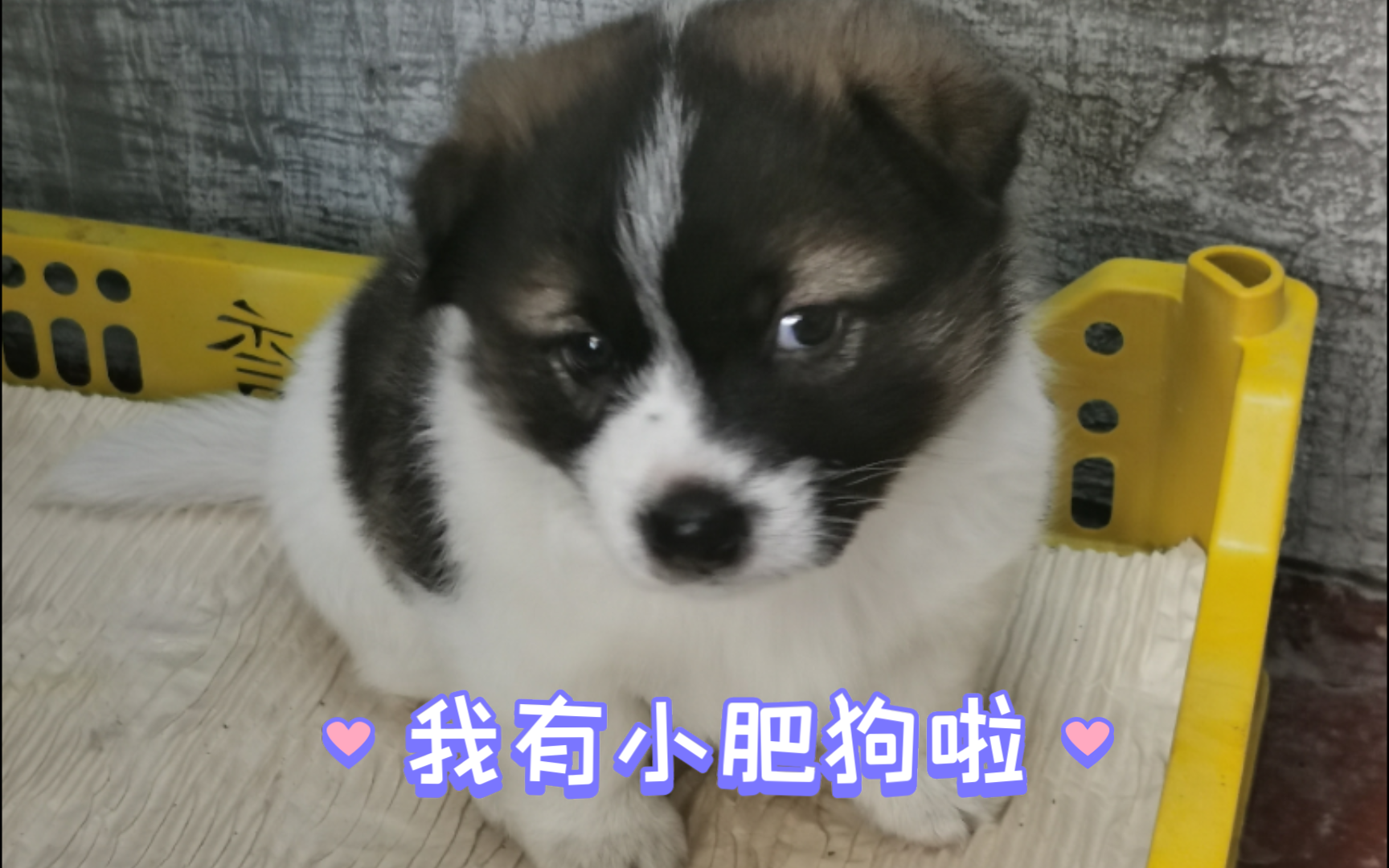 比格犬和柯基杂交图片