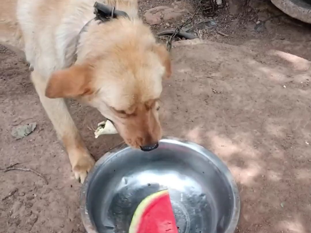 狗狗门卫饭点到了配水果,萌宠日常记录中华田园犬大黄哔哩哔哩bilibili