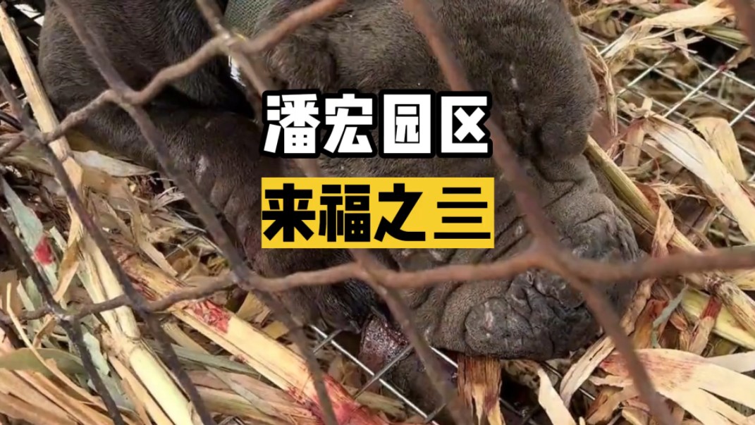 潘虹园区的恶霸犬只是病了才有了半拉柯基