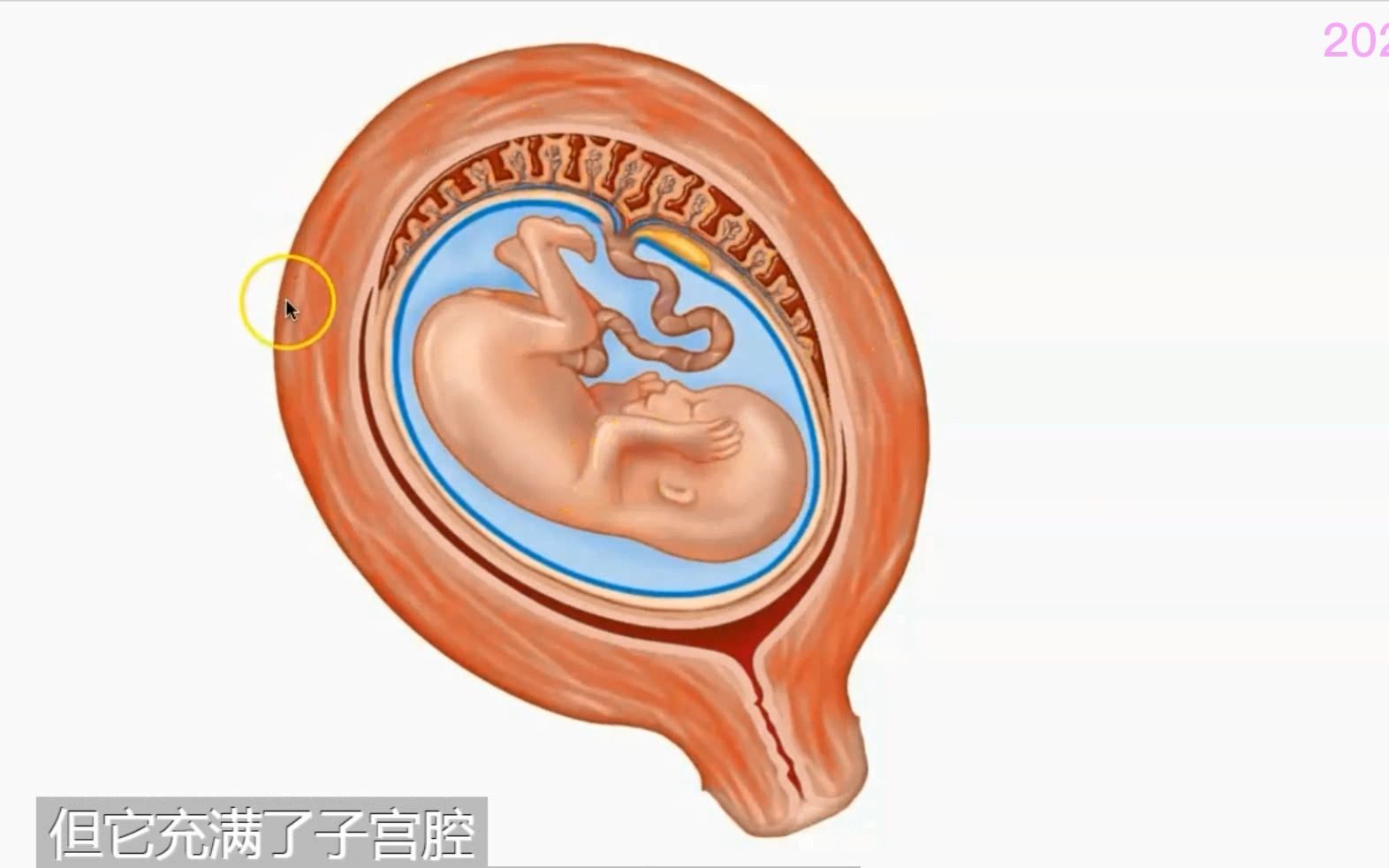 胎盘的形成结构及作用