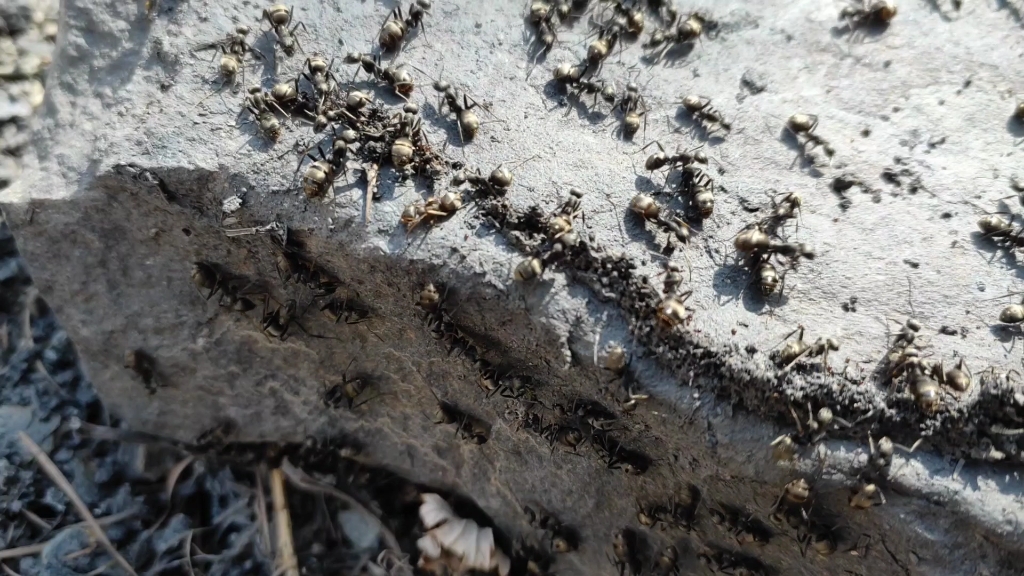 丝光褐林蚁图片