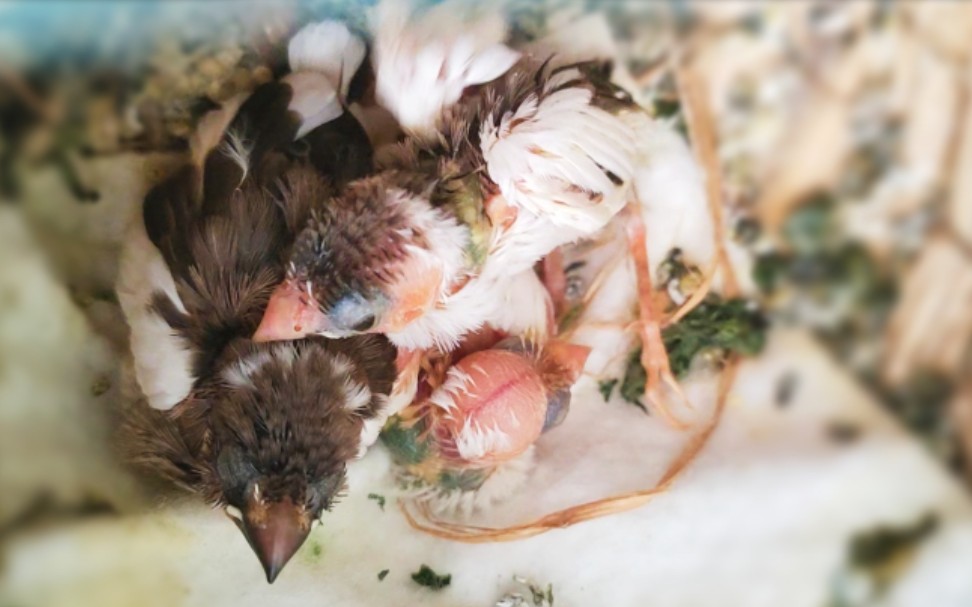 【十姐妹鸟】雏鸟也会给自己啄毛毛