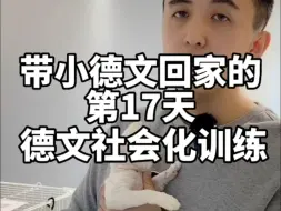 Télécharger la video: 带小德文回家的第17天，德文社会化训练