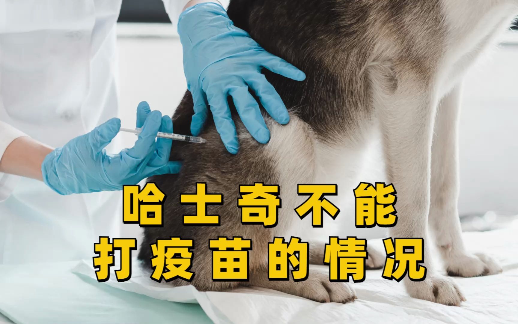 这些情况下,哈士奇不能打疫苗!