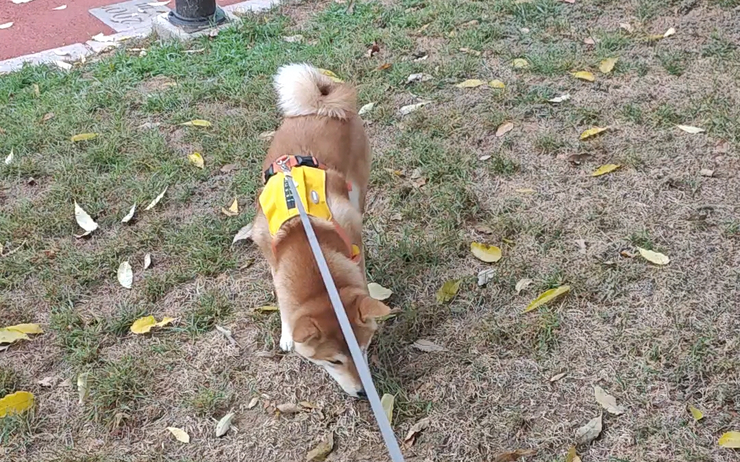 北方的秋天,早晨遛狗,柴犬