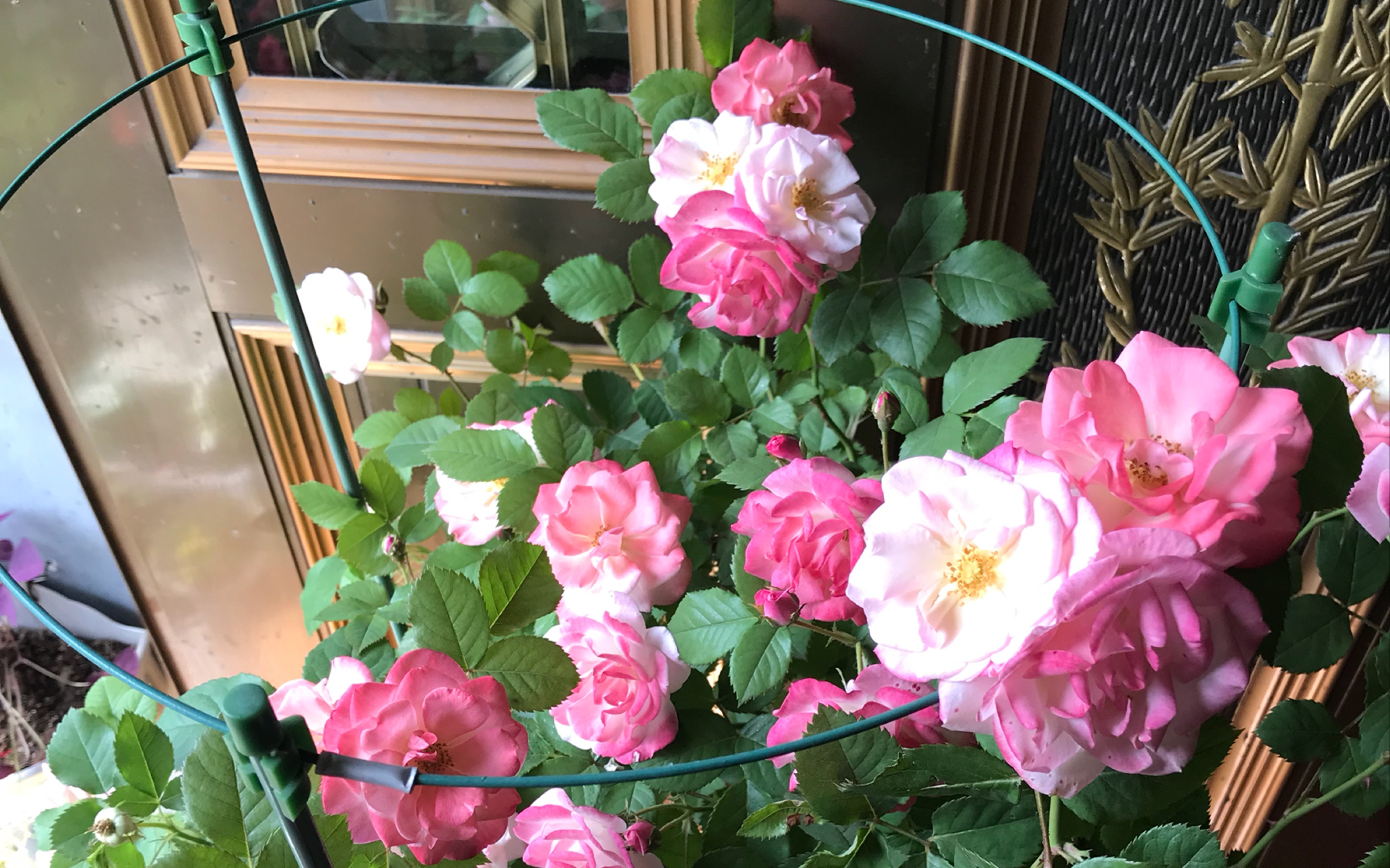 藤本月季樱霞一年苗上架后开花效果!