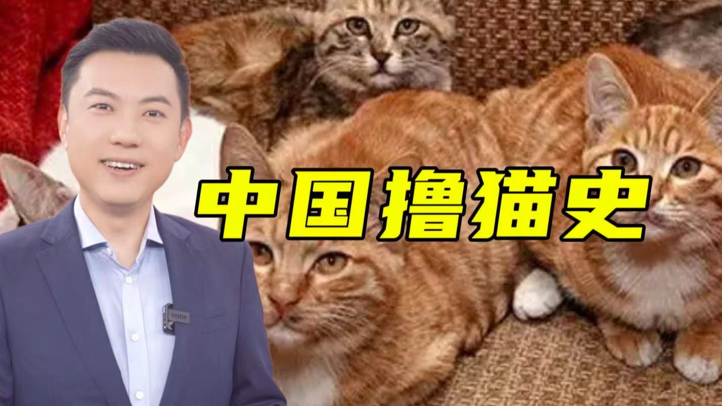 家猫何时传入中国？ 铲屎官必看！【主播说三农】