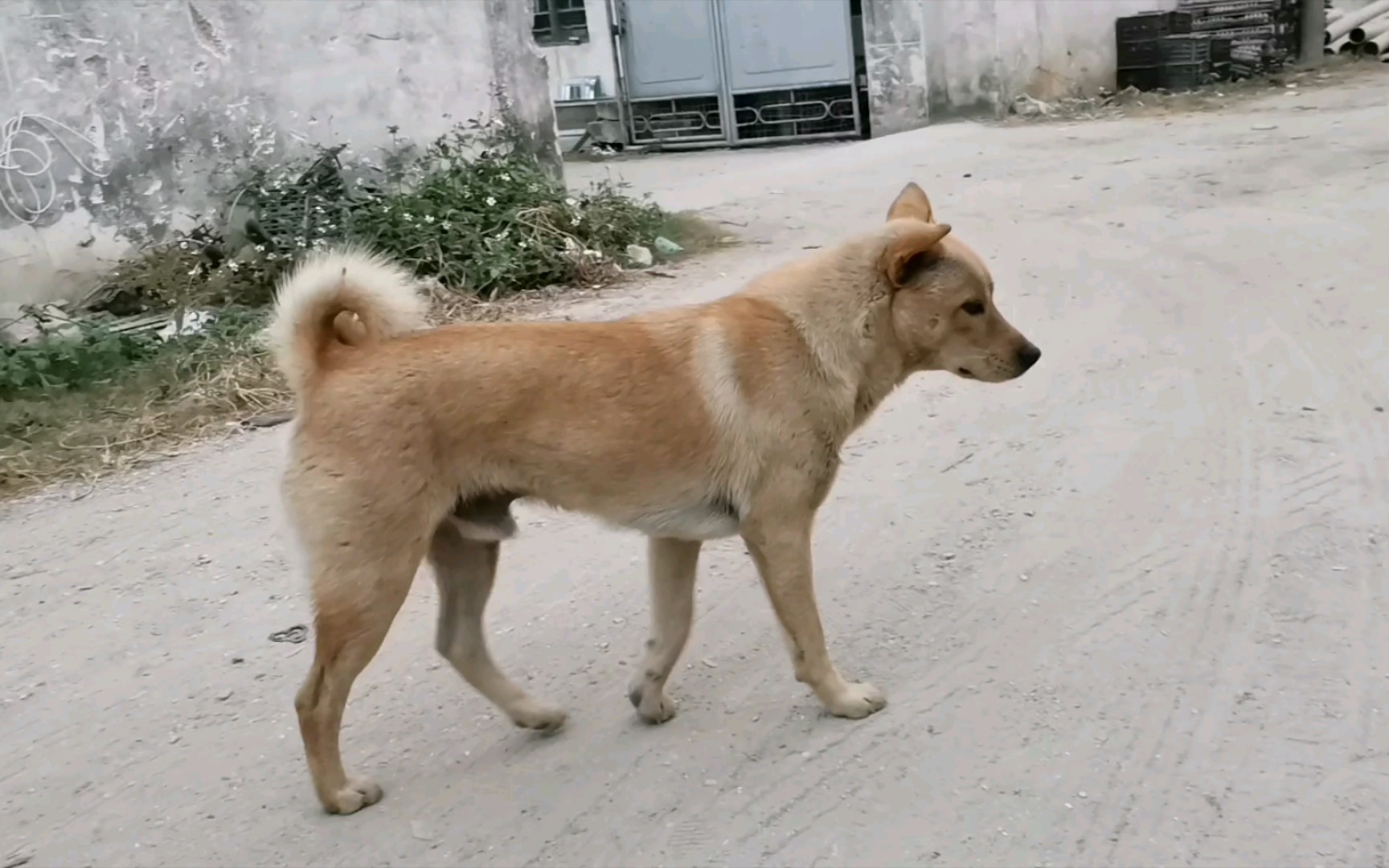 主人家来客人了,狗狗在门口摸鱼