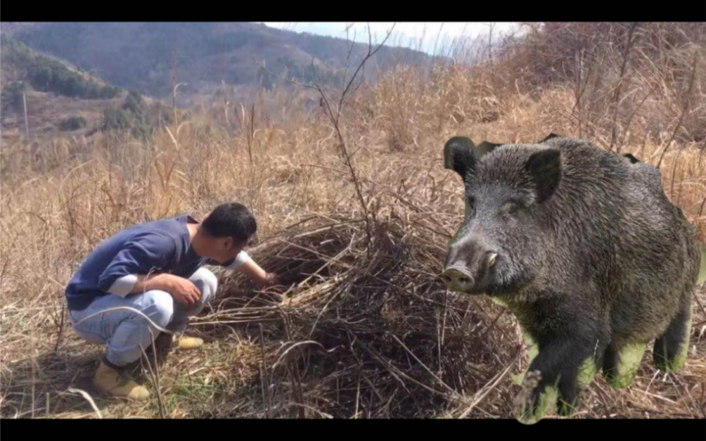 深山偶遇野猪窝小伙壮胆拆开一看究竟