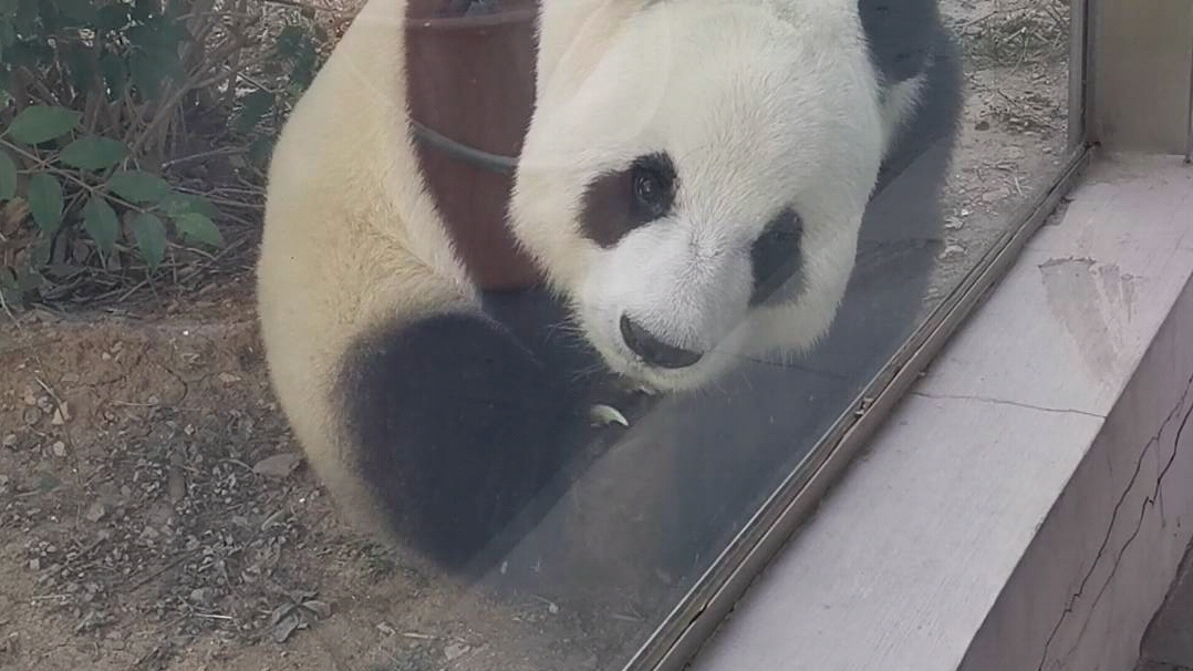 【大熊猫】挠脸的胖飞云_哔哩哔哩_bilibili