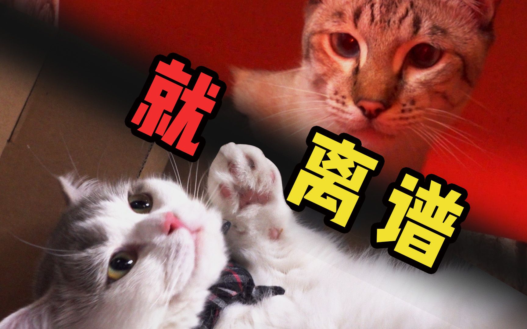 [图]【夺宝奇喵3】猫 咪 闯 关，这 难 度 就 离 谱 ！