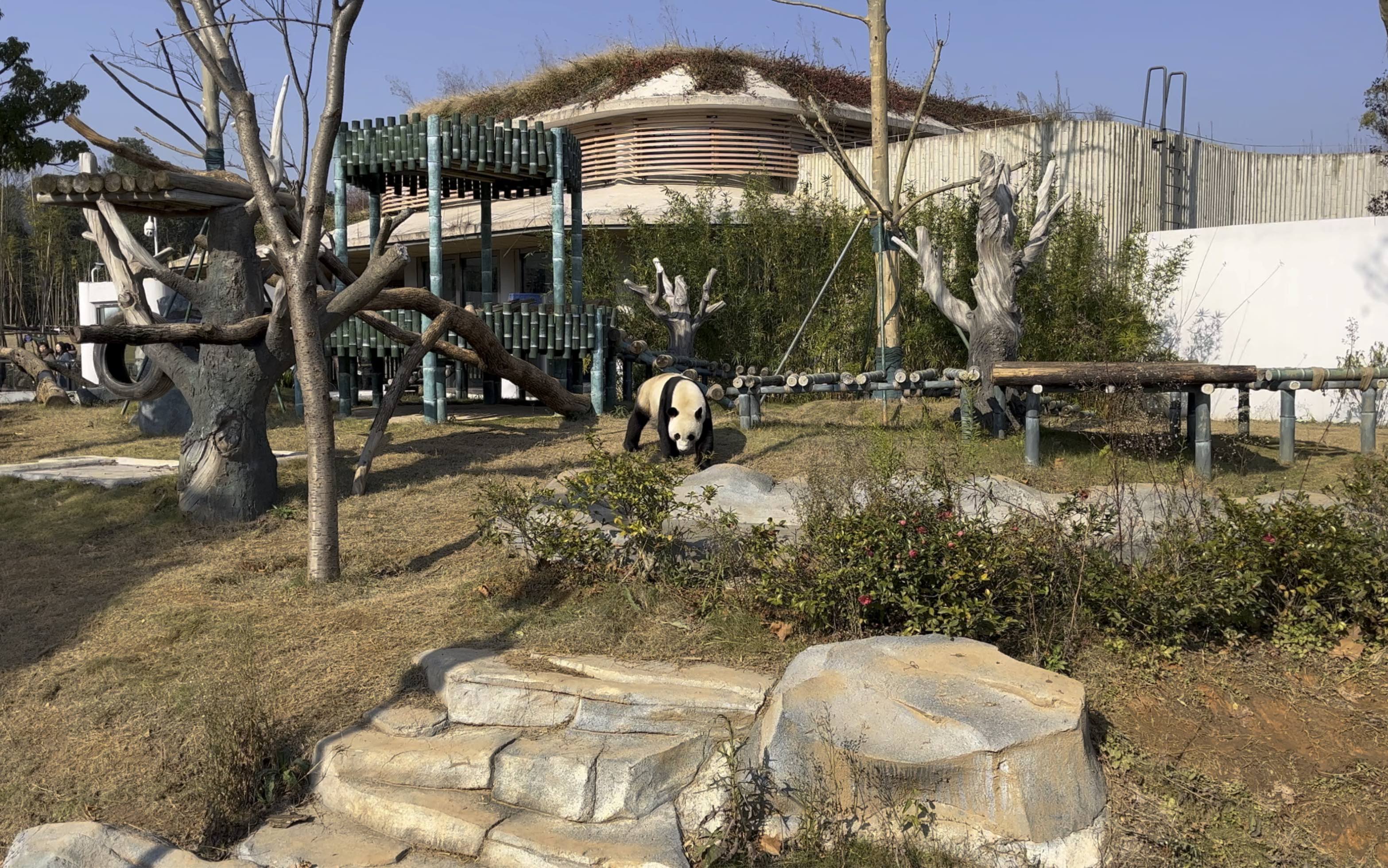 23,岳阳中华大熊猫苑
