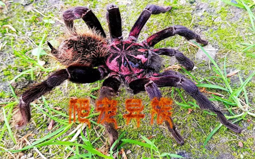 粗腿亚镭,亚马逊粗腿蓝紫镭射,到货开箱