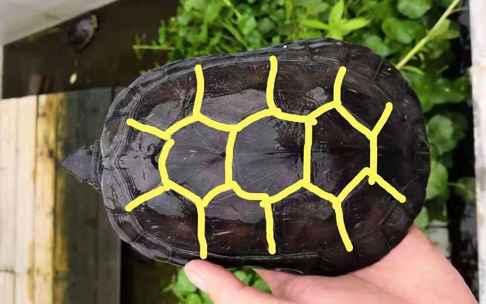 金线草龟开箱丨龟大概长这样!