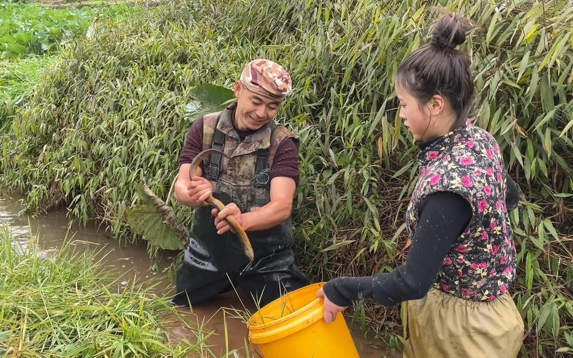 时隔两年拐哥再次和72娃搭档抓鳝,一条接一条,一路抓的乐开心