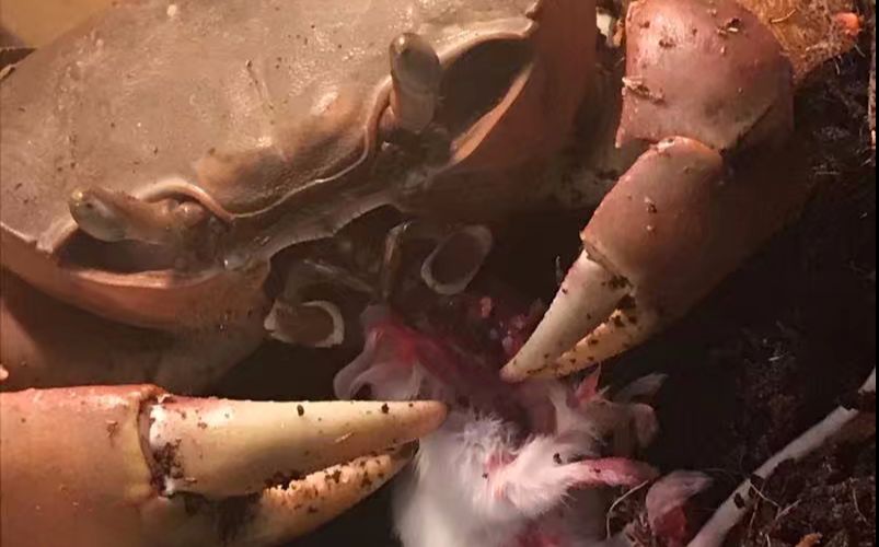 爱鼠人士慎入凶狠圆轴蟹喂食