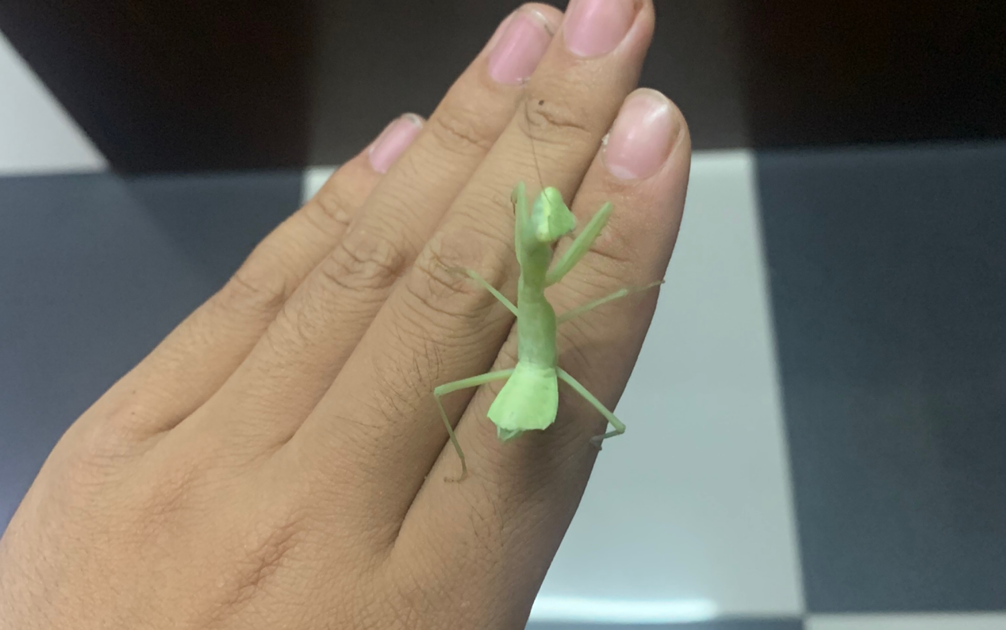 放生一只广斧螳螂!