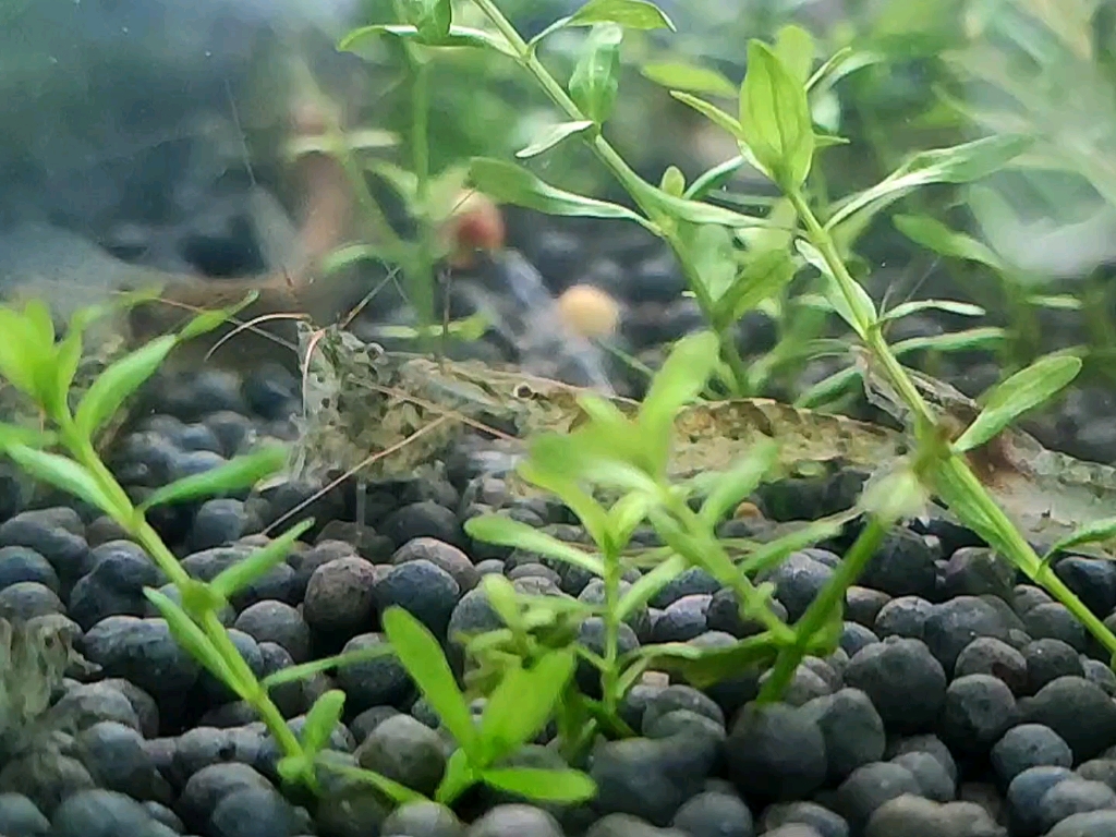 一群虾在吃东西