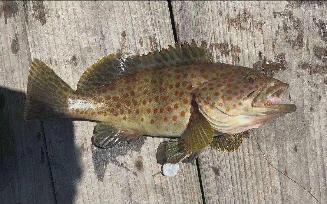 布氏石斑鱼( 橙点石斑鱼) Epinephelus bleekeri,俗称“芝麻斑”,是鮨科石斑鱼属的一个物种哔哩哔哩bilibili