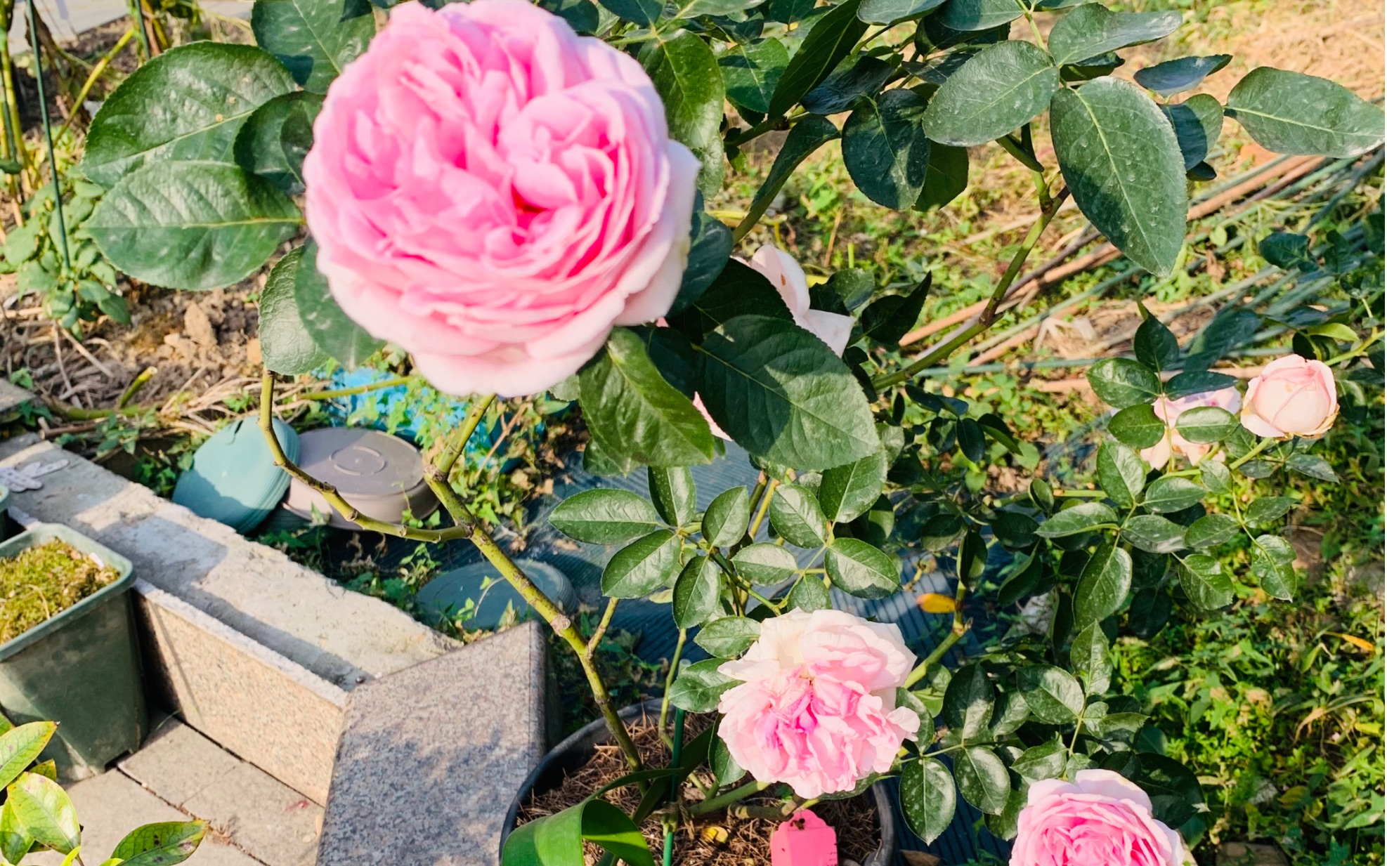 根接伊芙月季-紫苑_哔哩哔哩 (゜-゜)つロ 干杯~-bilibili