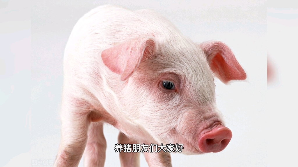 2021年8月24日全国猪价