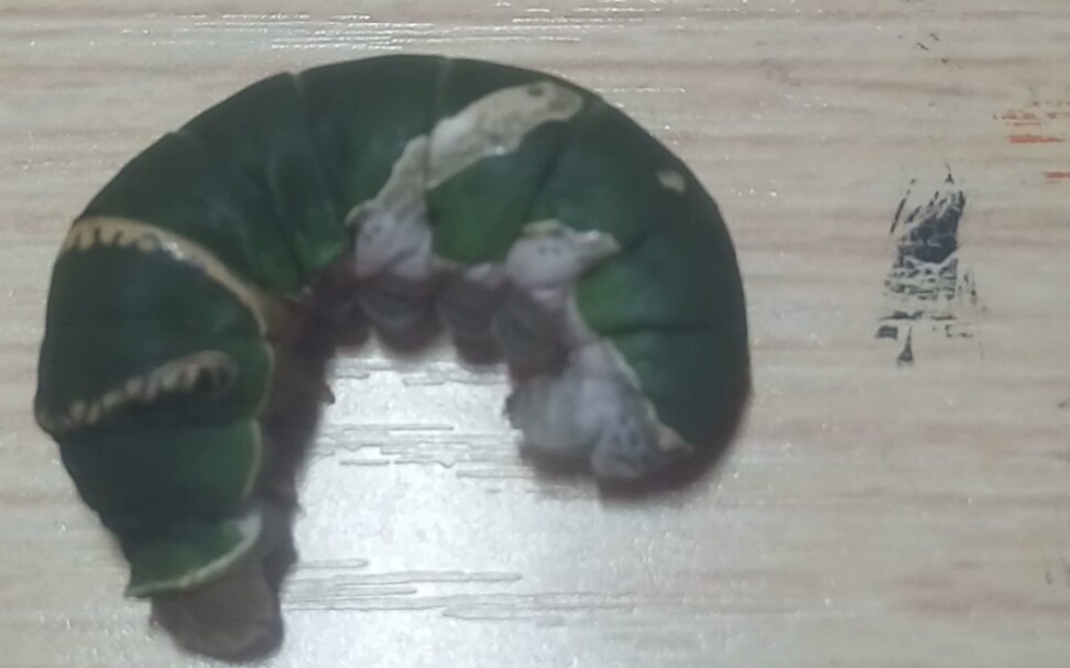 玉带凤蝶幼虫