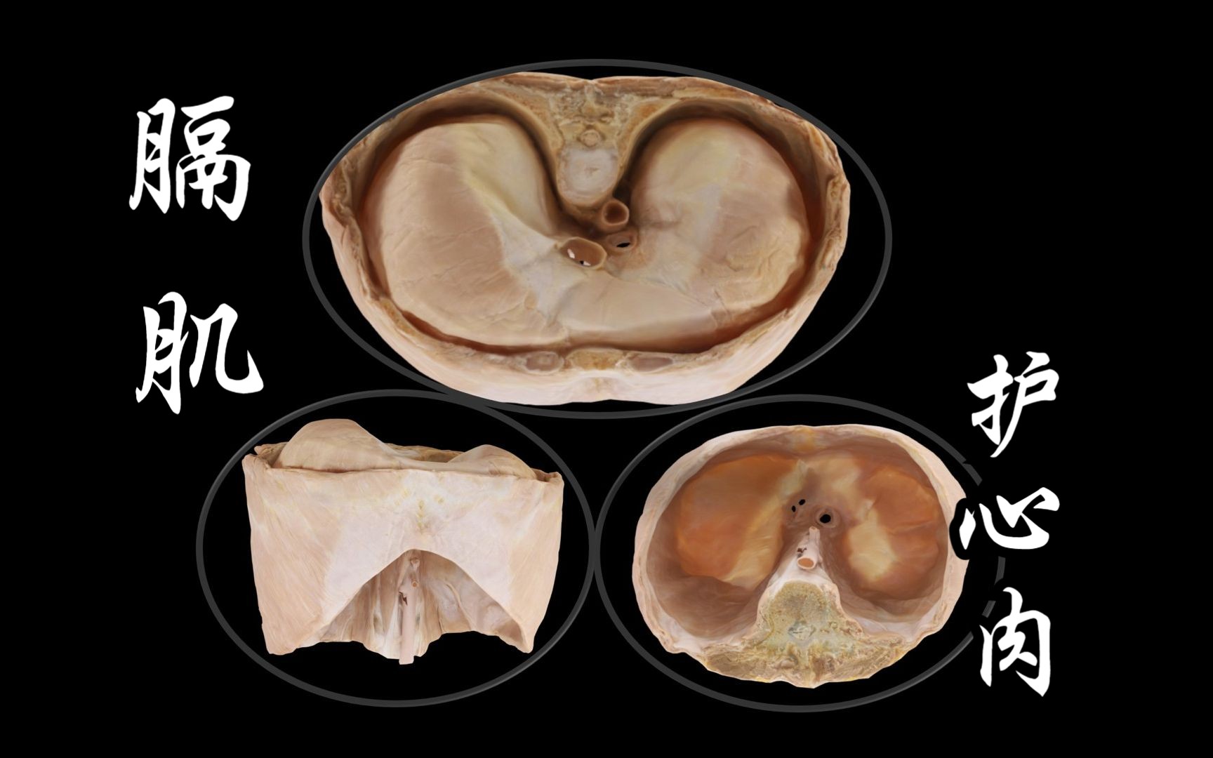腹部肌肉:膈肌及其功能(护心肉)哔哩哔哩bilibili