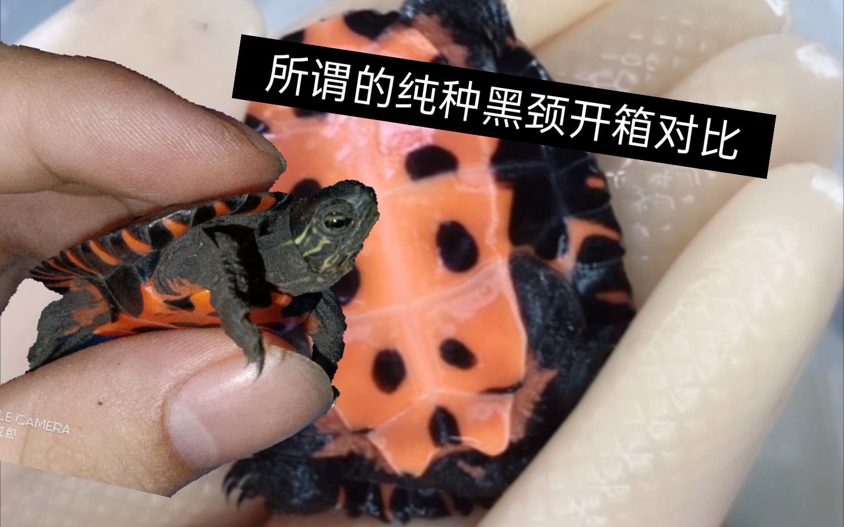 新入的一只38"纯种"黑颈龟苗开箱