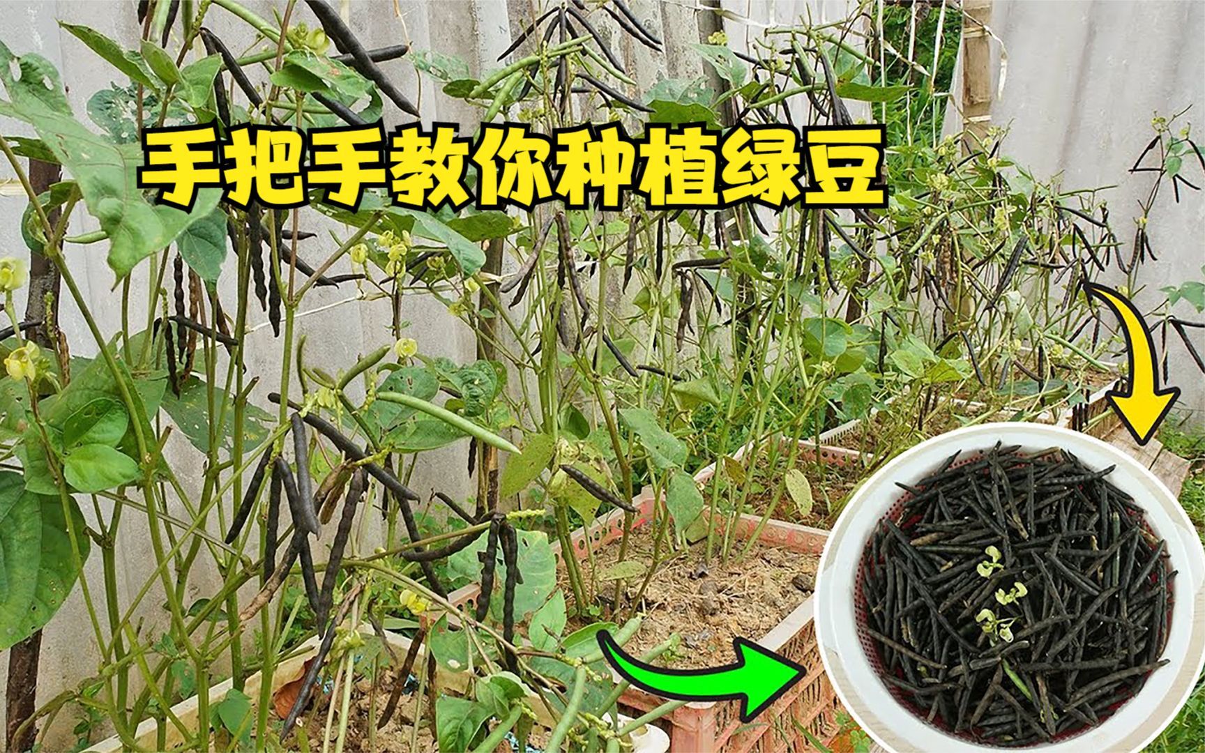 [图]如何用绿豆种出绿豆？2分钟教会你，邻居看了都想学