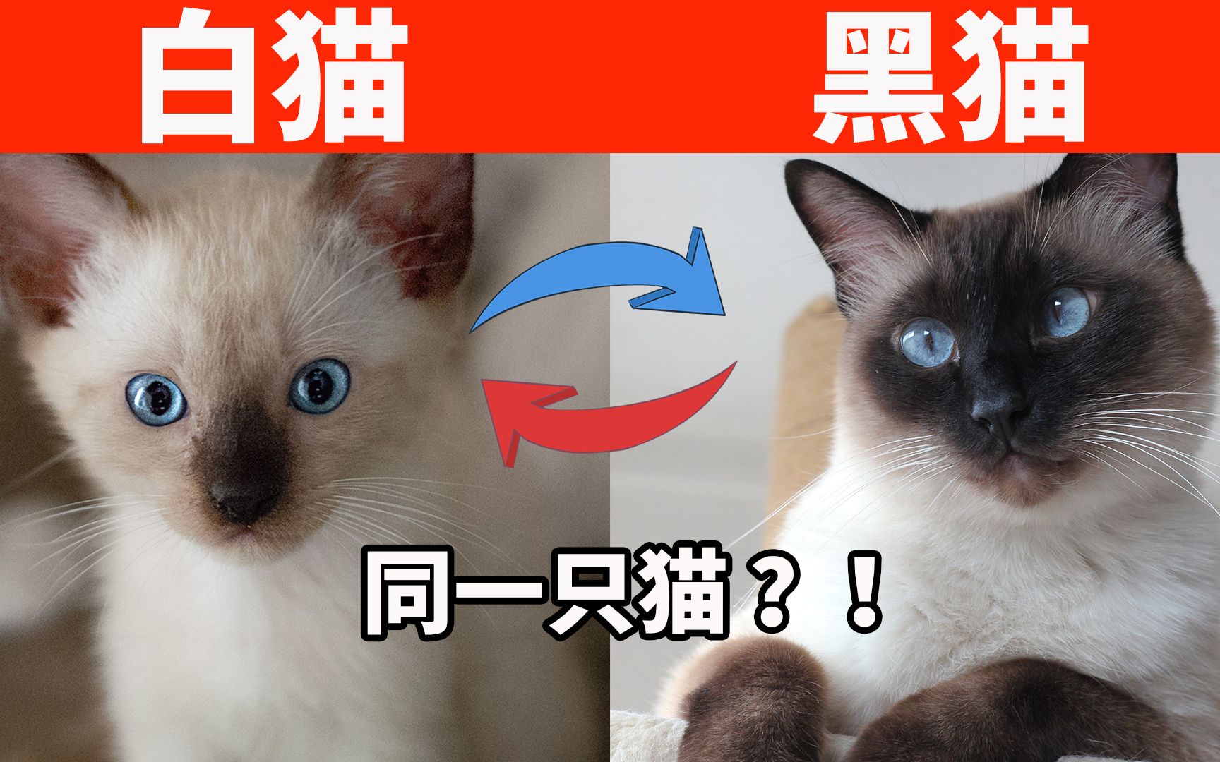 暹罗猫为什么会变色?你家猫现在是黑猫还是白猫? 【初识猫咪EP11】哔哩哔哩bilibili