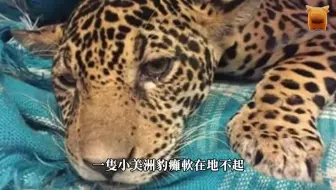 移出动物身上的寄生虫这一刻 哔哩哔哩 Bilibili