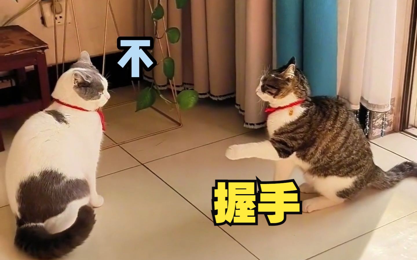 当社恐猫遇到了社牛猫-猫后生-猫后生-哔哩哔哩视频
