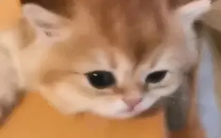 奶猫法 搜索结果 哔哩哔哩 Bilibili