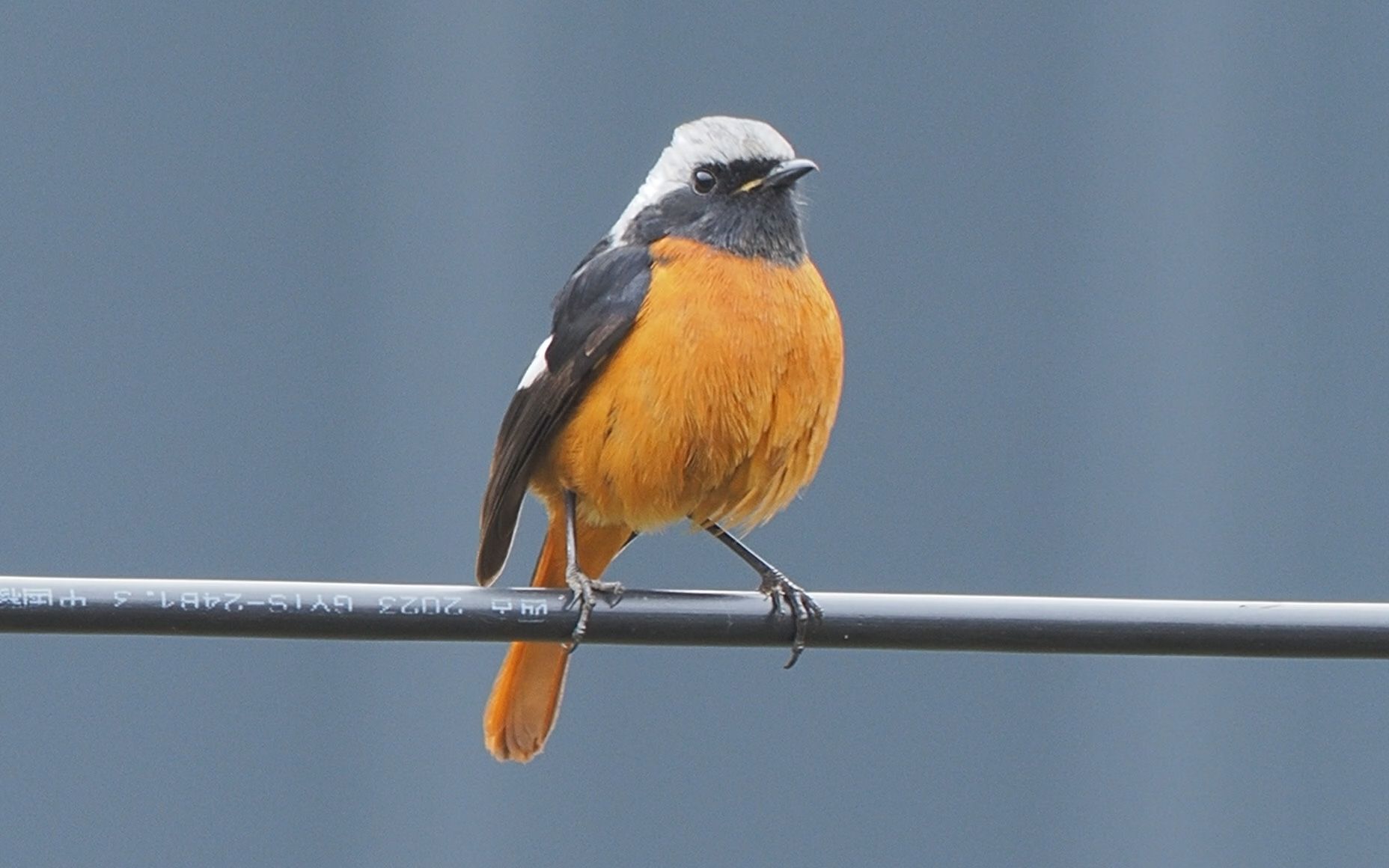 【北红尾鸲】电话线上的可爱北红尾鸲雄鸟