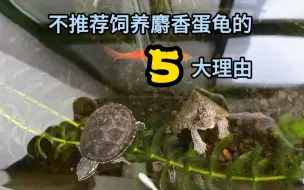 Tải video: 我不推荐饲养麝香蛋龟的5大理由