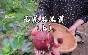 Download Video: 冬天，也是东山园林该做果酱的时候。从夏末开始到整个秋天陆陆续续收获，积攒，冷冻，保存起来的无花果，把它们集中起来做成果酱。下期分享手工制作无花果果酱，敬请期待。