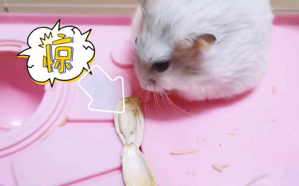 仓鼠嗑瓜子声音清脆只是嗑完却找不到瓜子瓤