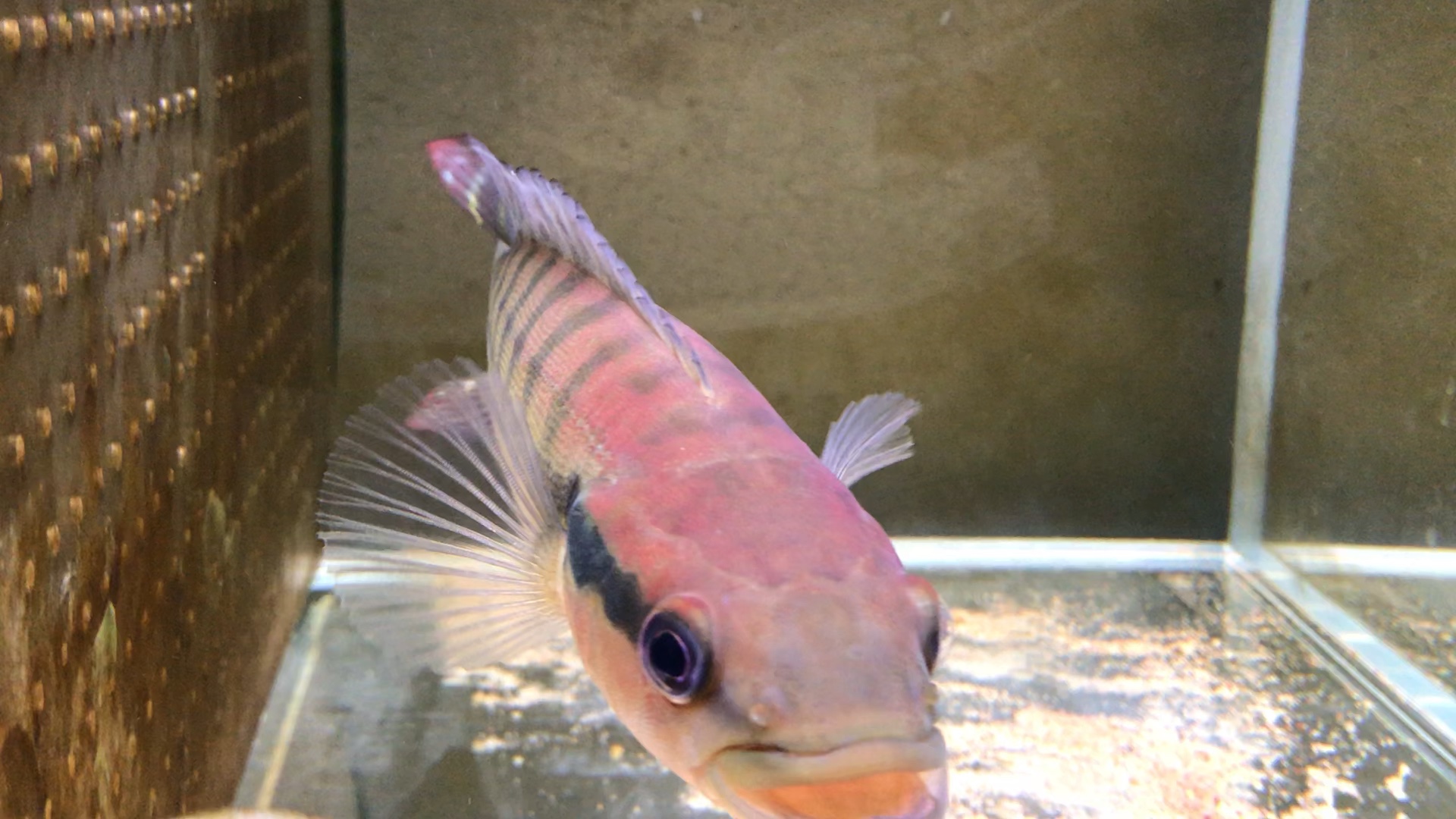 超炫发色的绿老虎孔雀龙