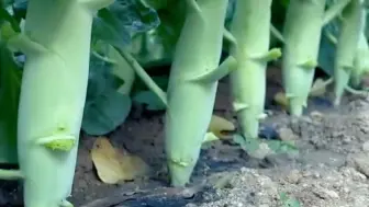 Скачать видео: 比胳膊还要粗的青菜你见过吗？它就是鸡腿芥蓝生吃脆嫩香甜，你也赶紧种一些吧！