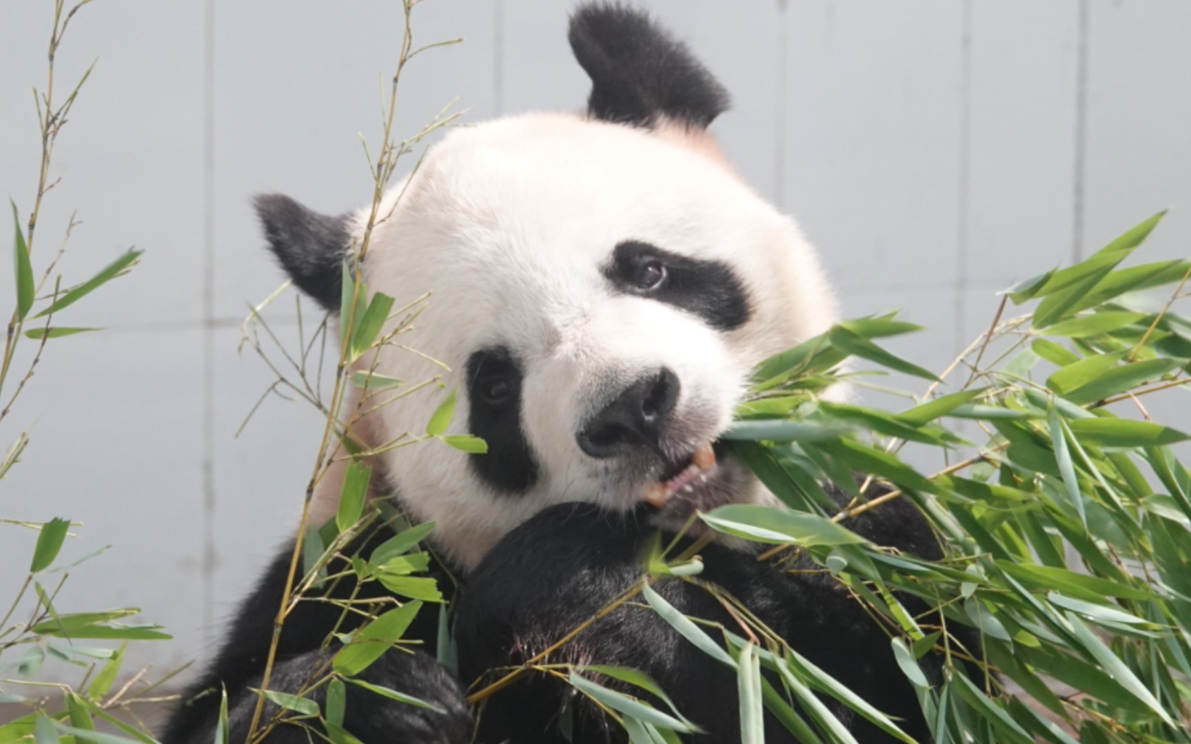 [大熊猫娅乐乐]乐乐是我见过最乖巧最温柔的大熊猫,笋季结束开始吃