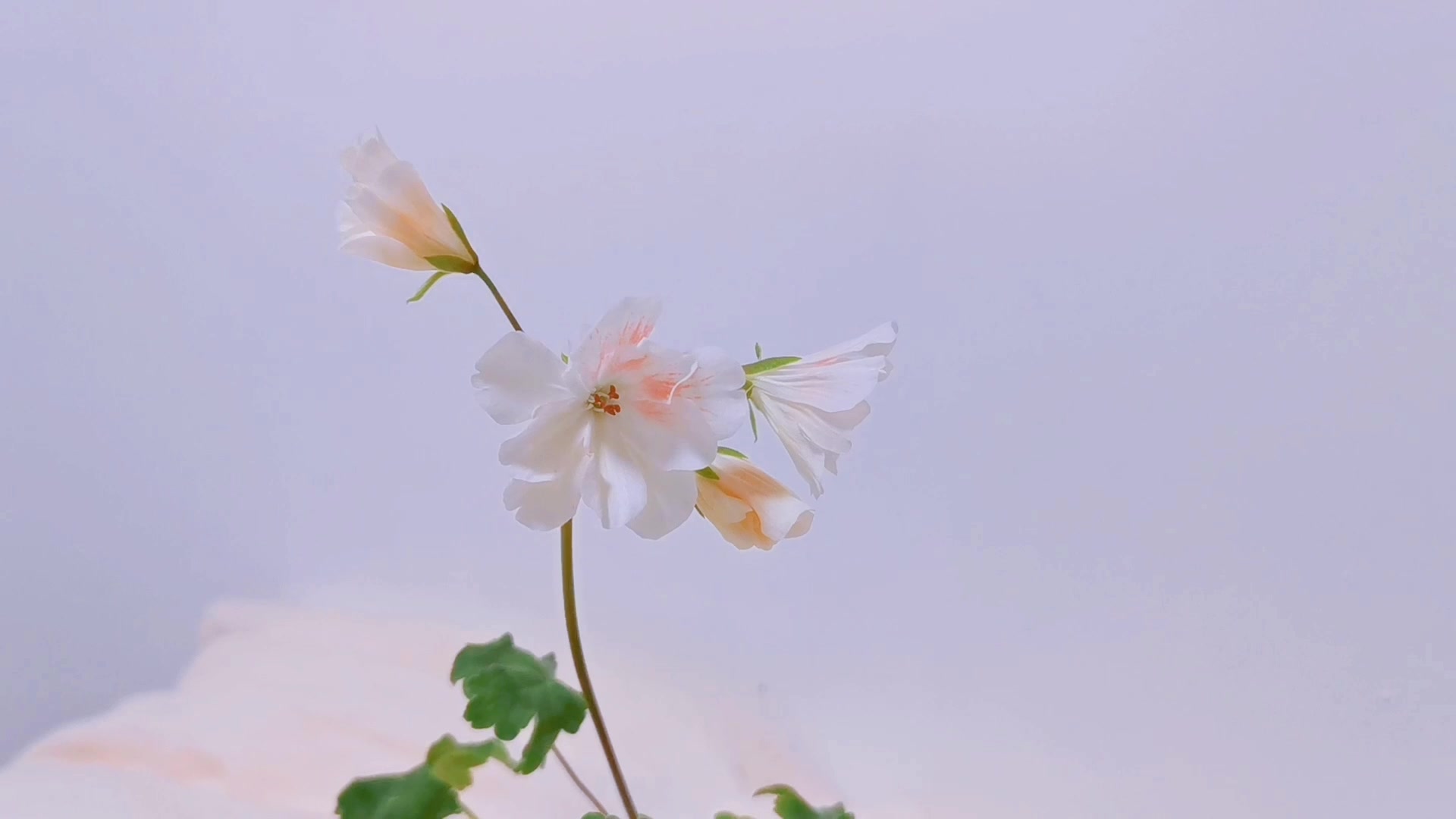 兽系天竺葵 | 独角兽春天 unicorn spring