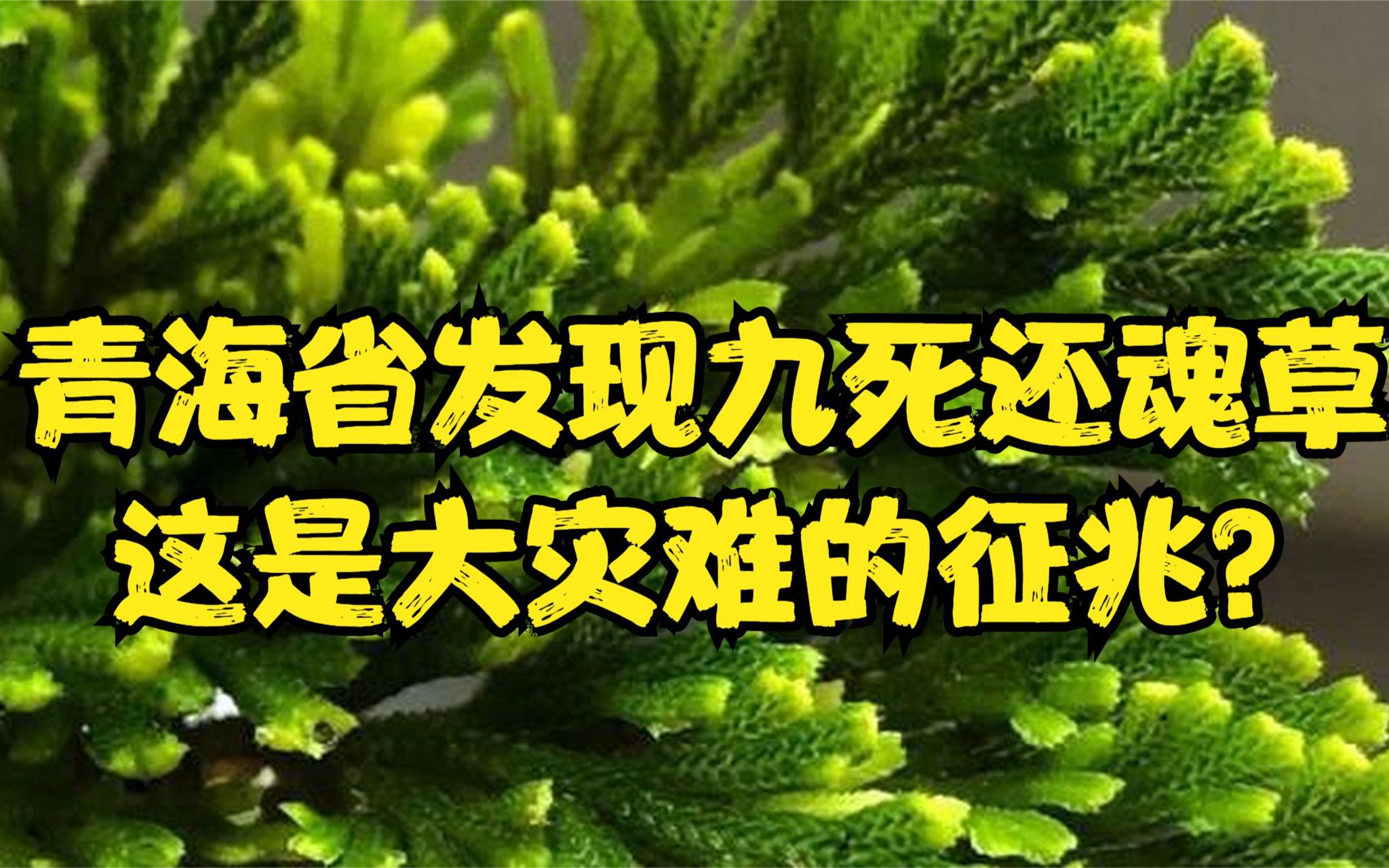 青海省发现“九死还魂草”?事出反常必有妖,这种草真能死九次?哔哩哔哩bilibili