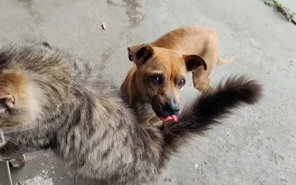 [图]给流浪猫狗一个家，襄阳大哥哥和他的猫猫狗狗，简单平静的小日子