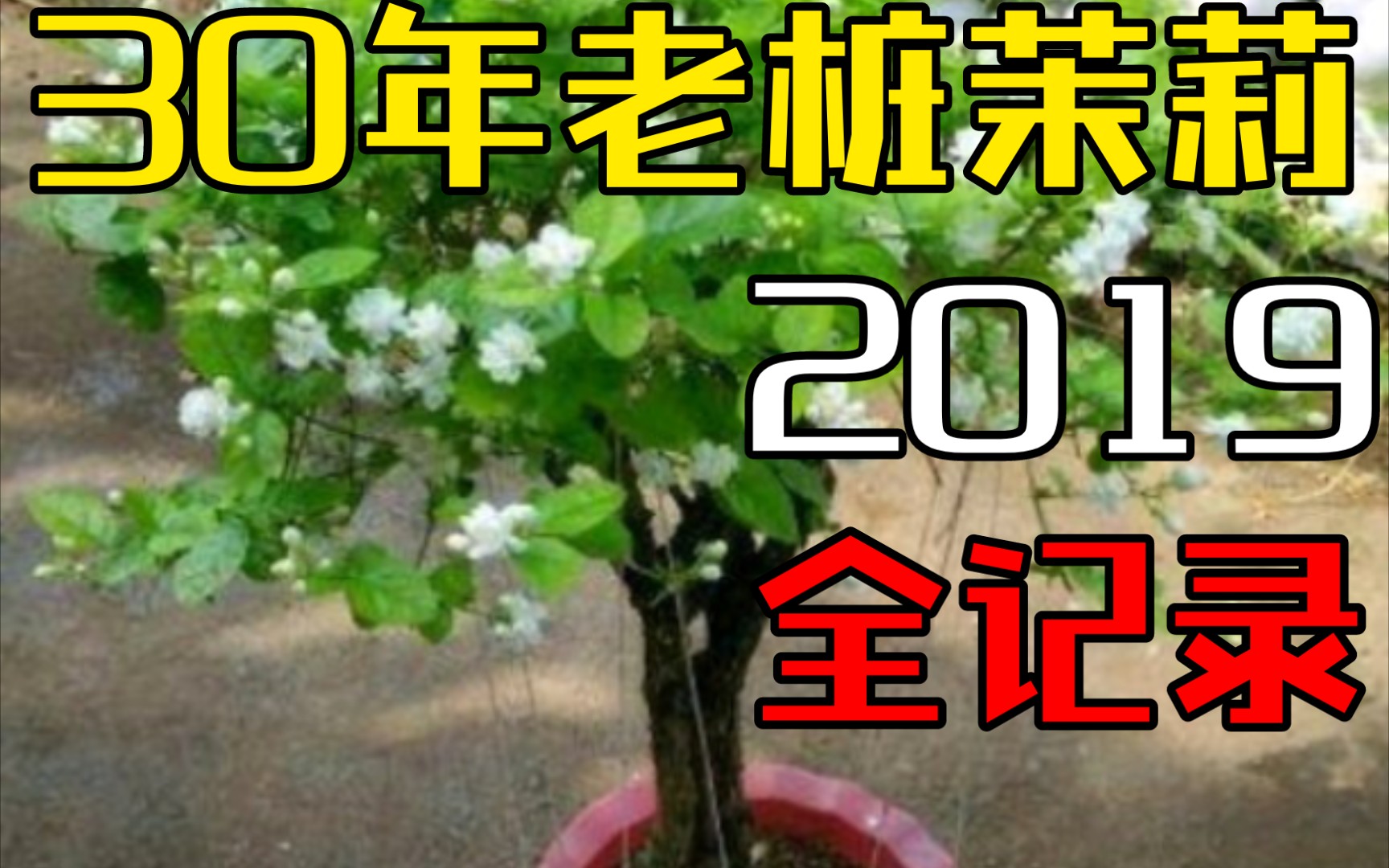 养一棵30年茉莉花老桩的欢笑与泪水2019全记录,结尾高萌预警!哔哩哔哩bilibili