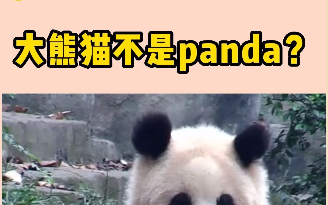 [图]大熊猫不是panda？！原来我说错了十几年！