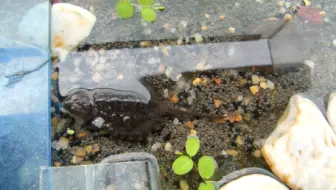 水族生物开箱+家里杂七杂八生物