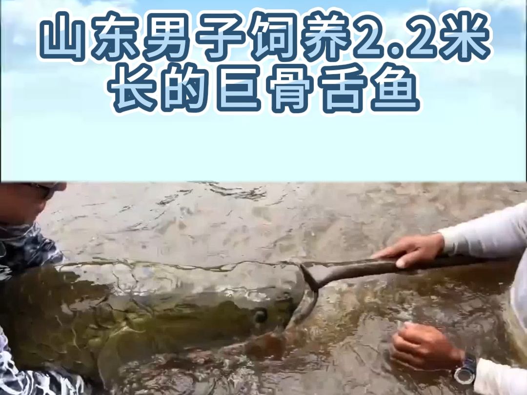 山东男子饲养2.2米巨骨舌鱼!